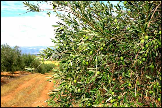 extremadura san carlos istandus